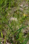 Longleaf milkweed